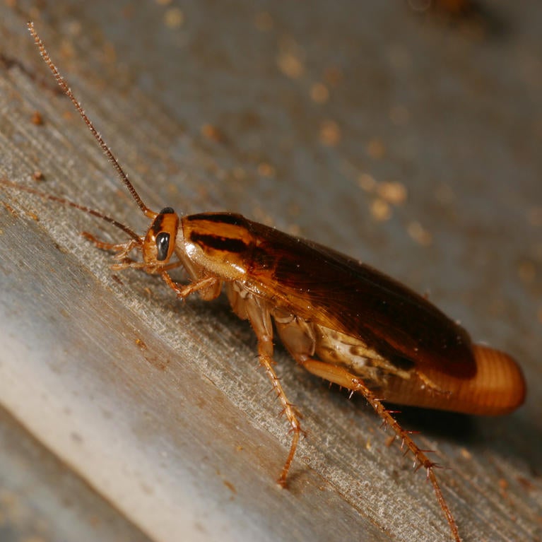 German cockroach